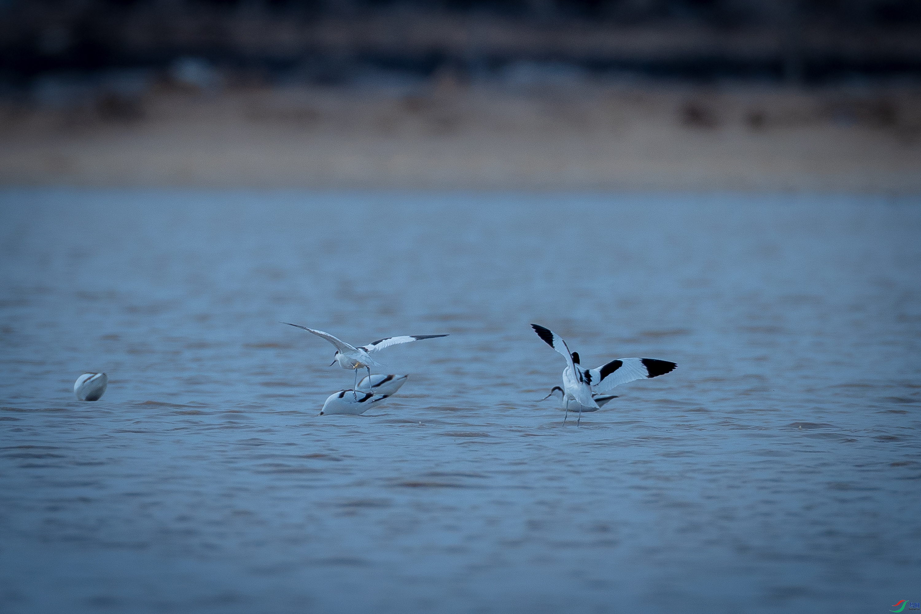 ������ʳ�ķ�����