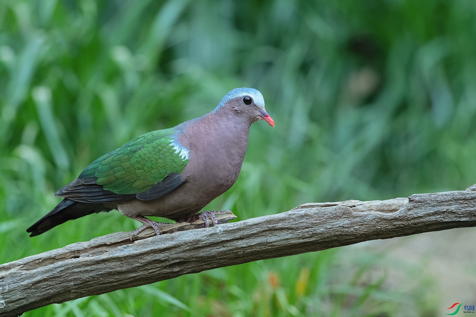 2DSC_1254_DxOa.jpg