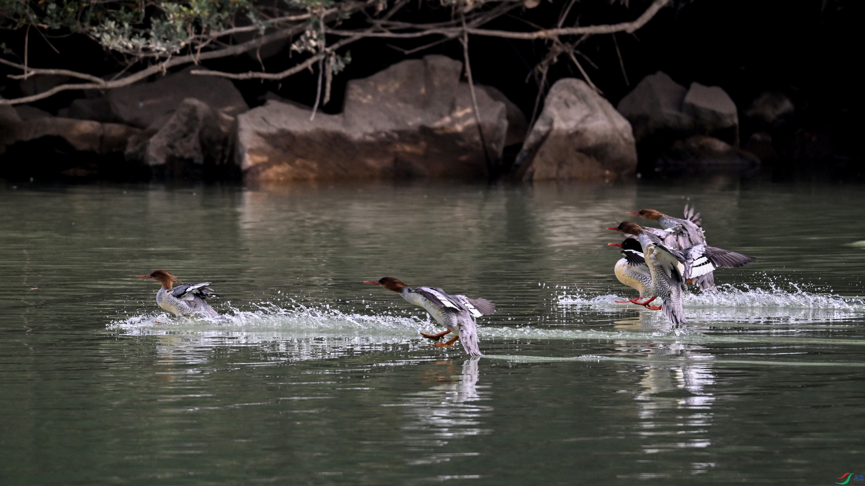 DSC_6959.JPG