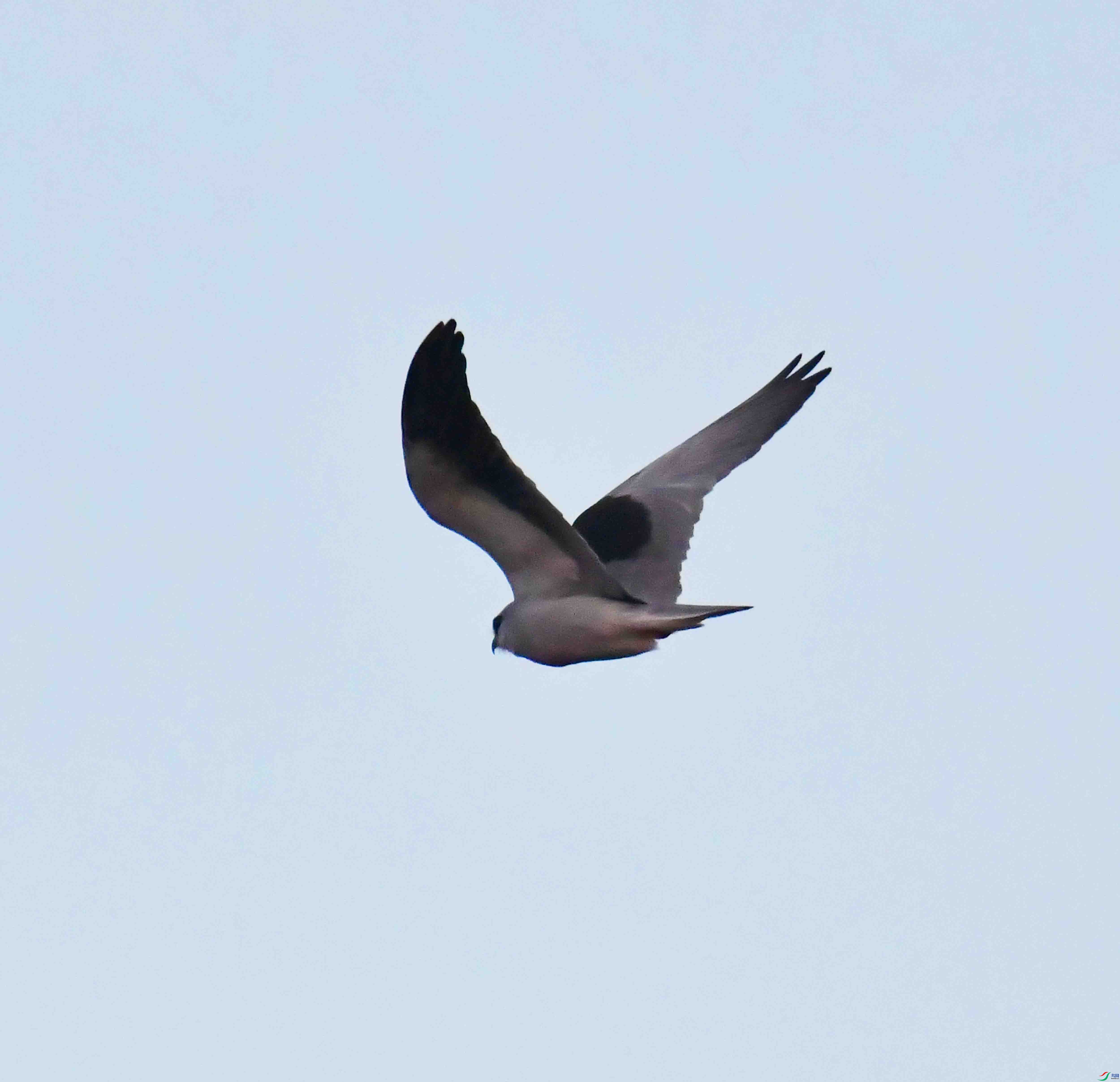 DSC_7372.JPG