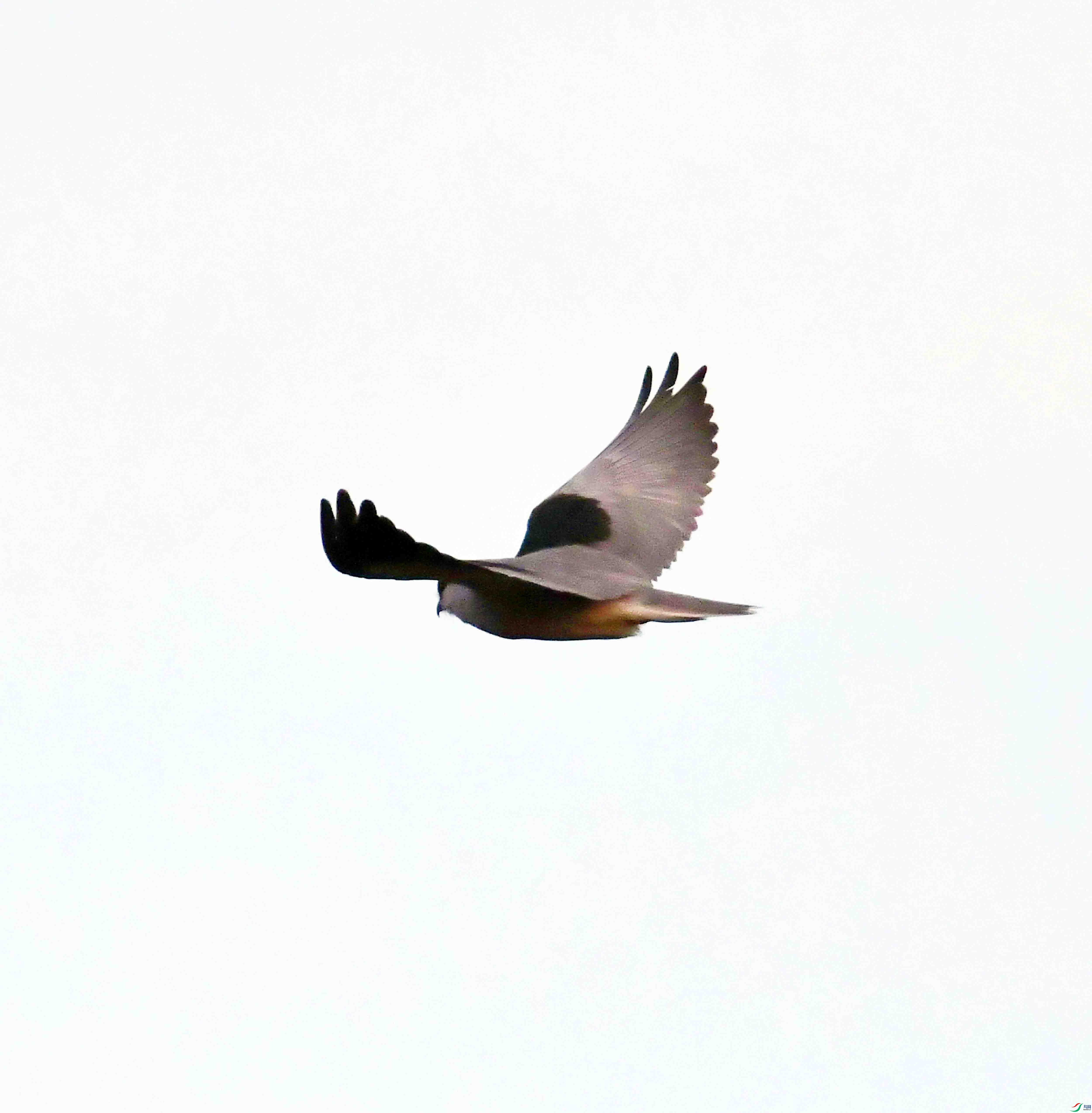 DSC_7376.JPG