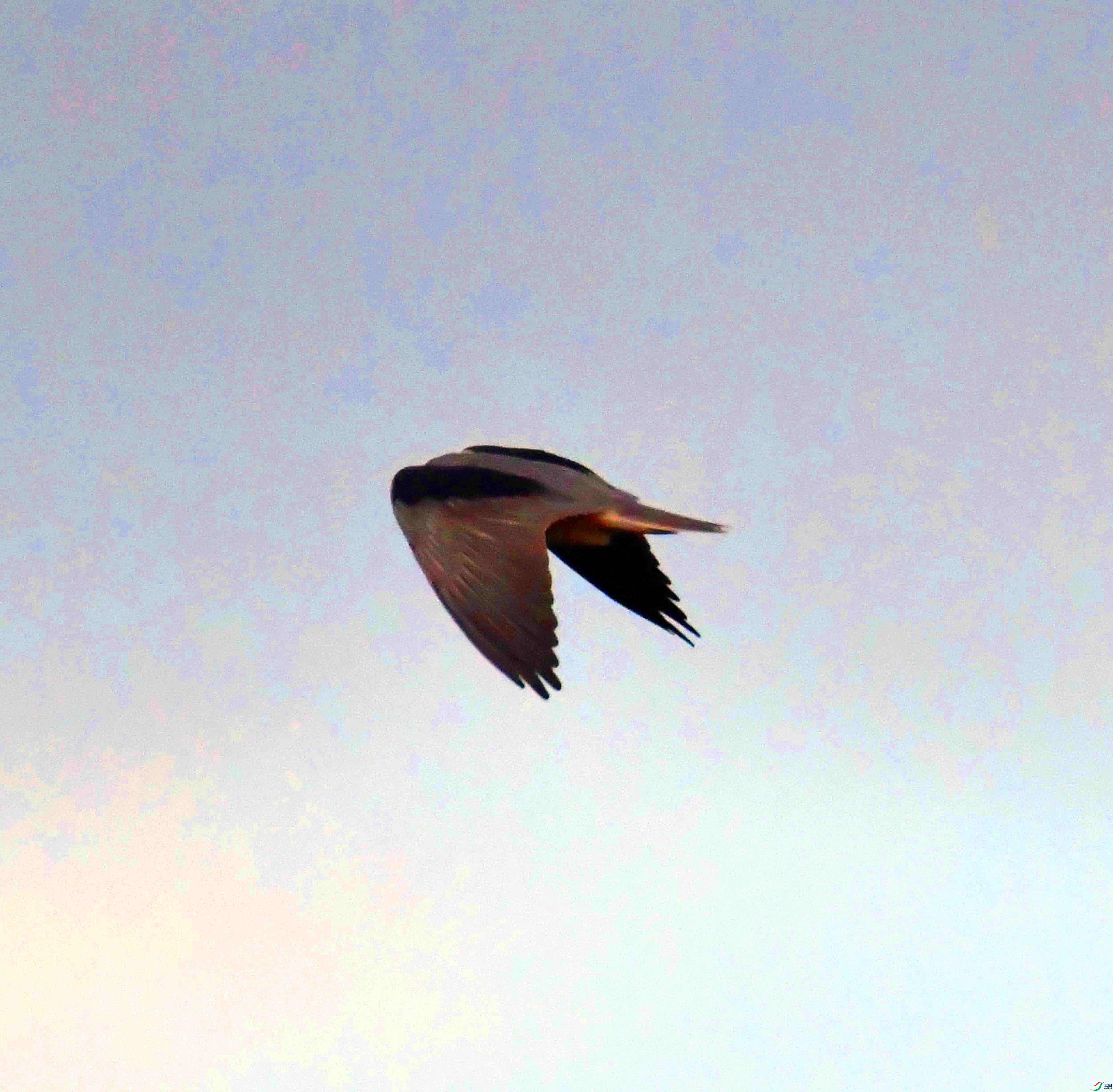 DSC_7381.JPG