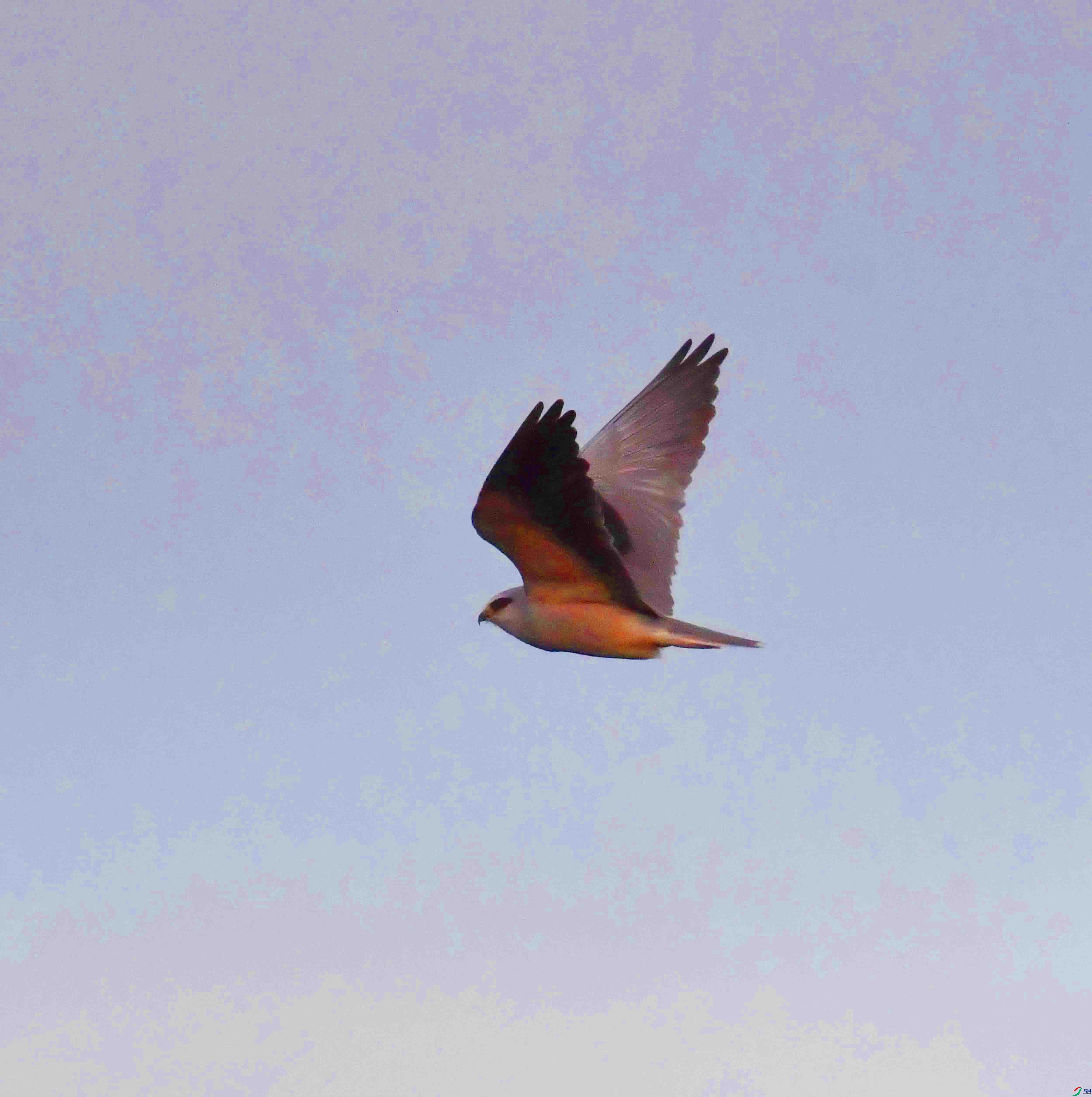 DSC_7382.JPG