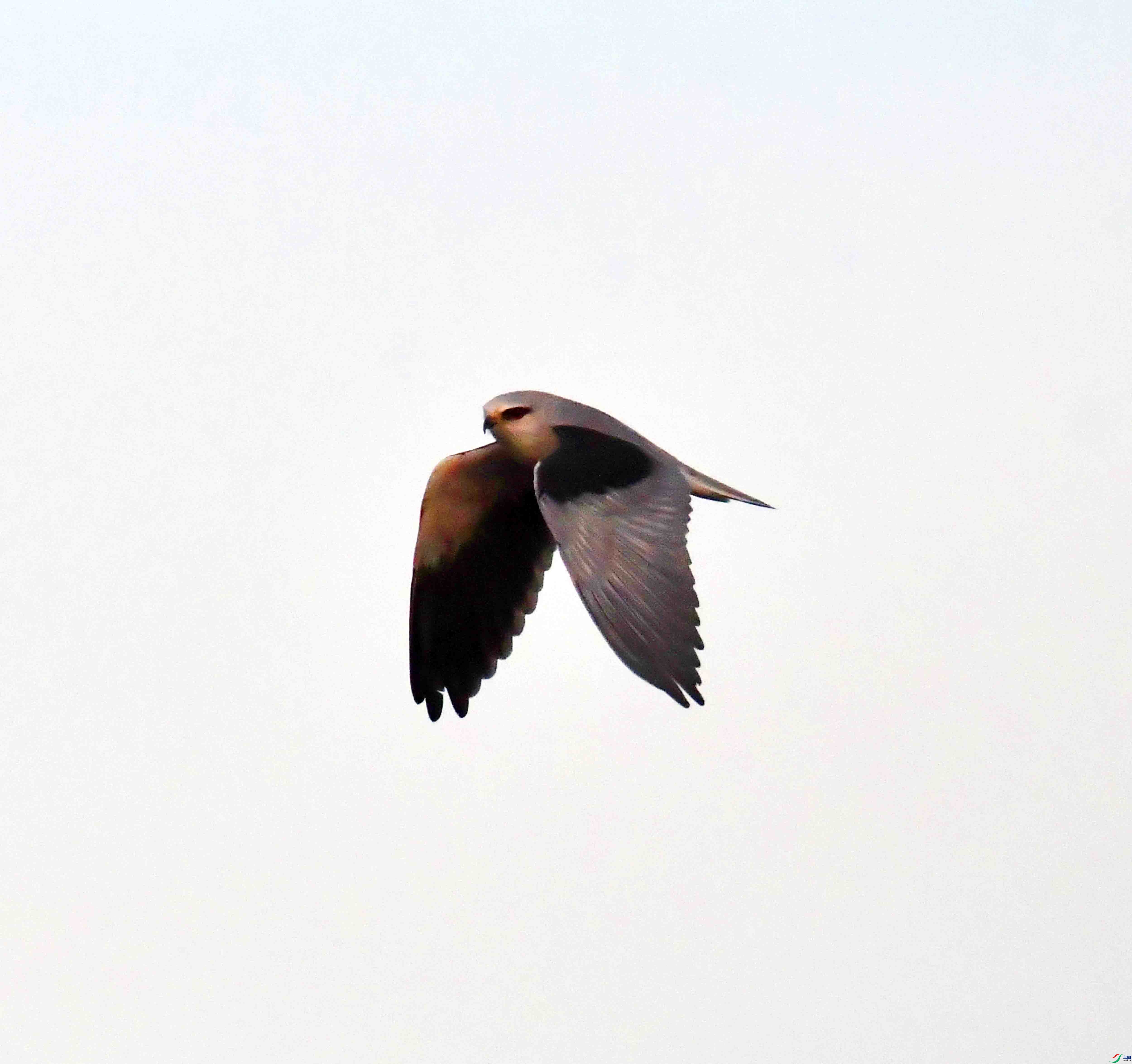 DSC_7385.JPG