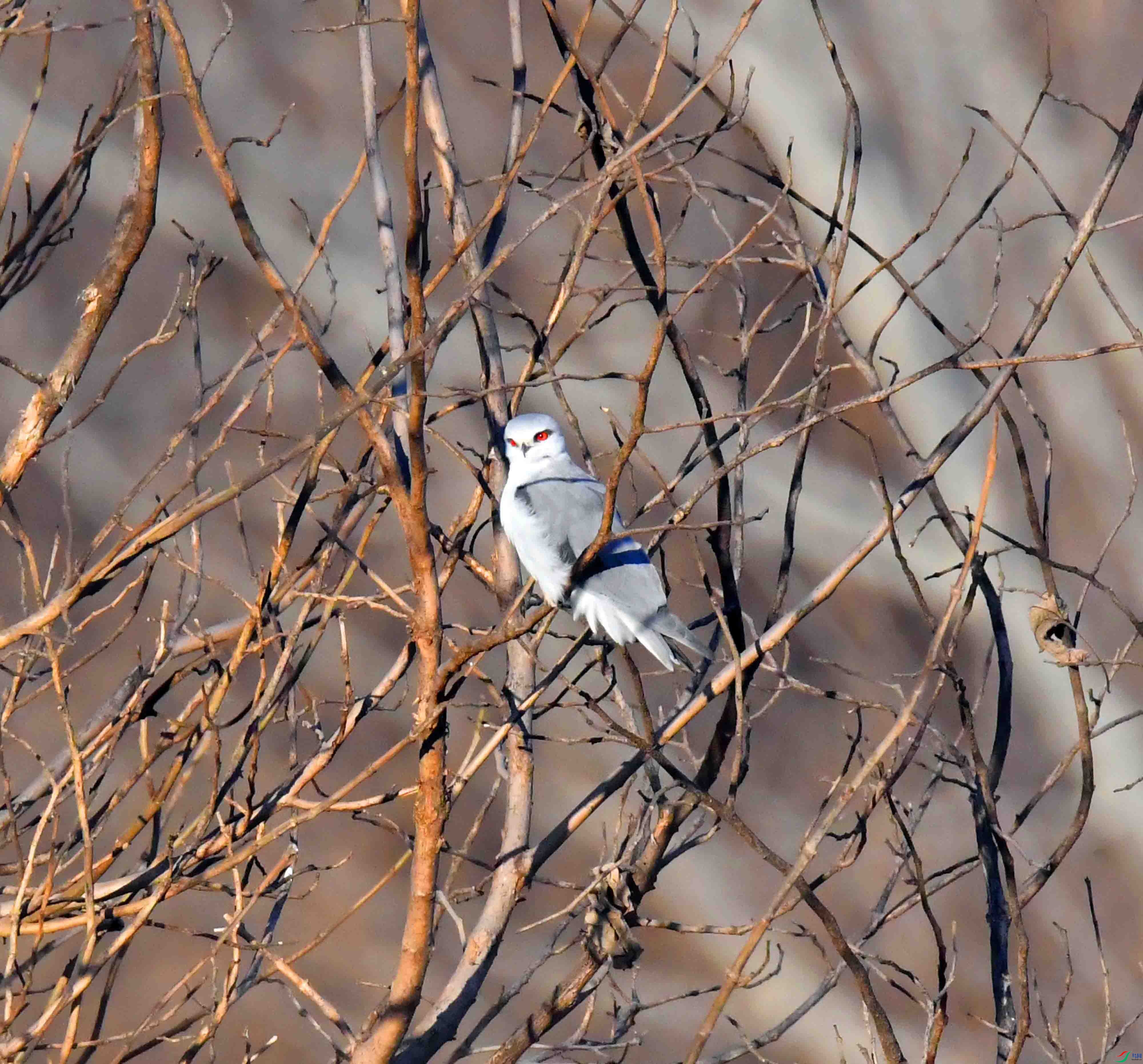 DSC_7790.JPG