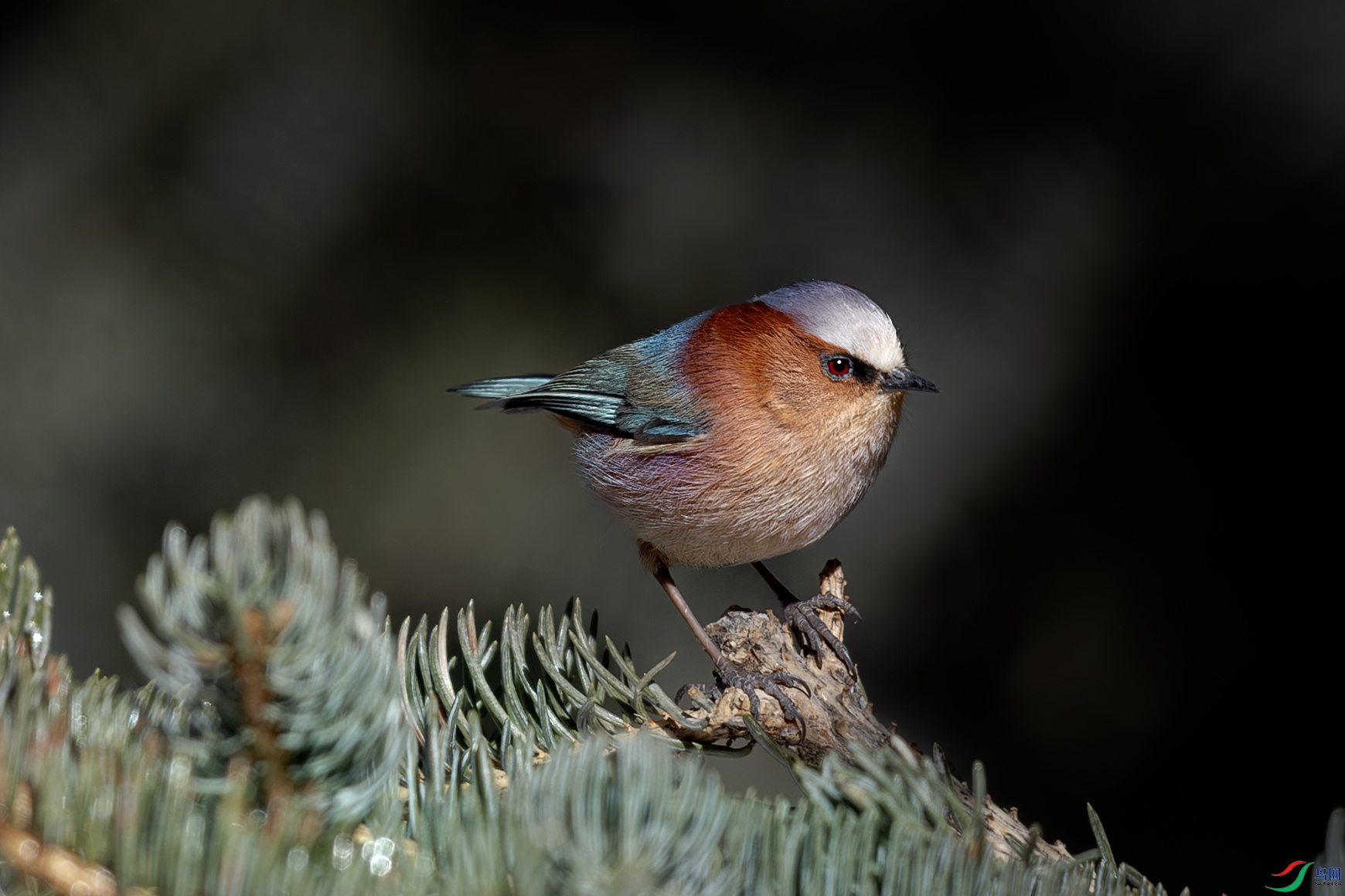 _31A9554-����ǿ-NR ����.jpg