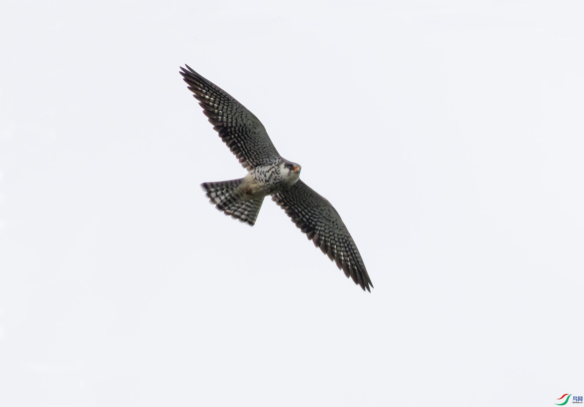 2I1A0844-����ǿ-NR ����.jpg