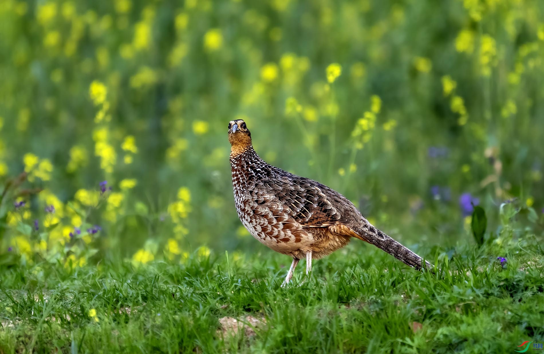 �׹ڳ�β����ĸ��