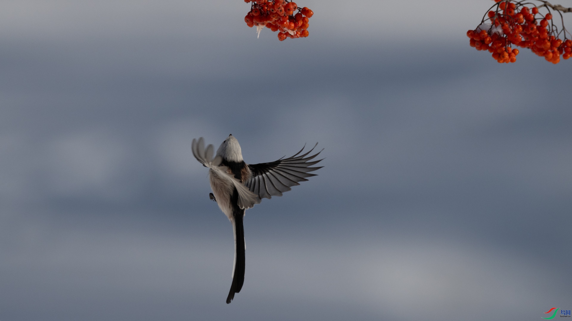 _DSC6849-1x12.jpg