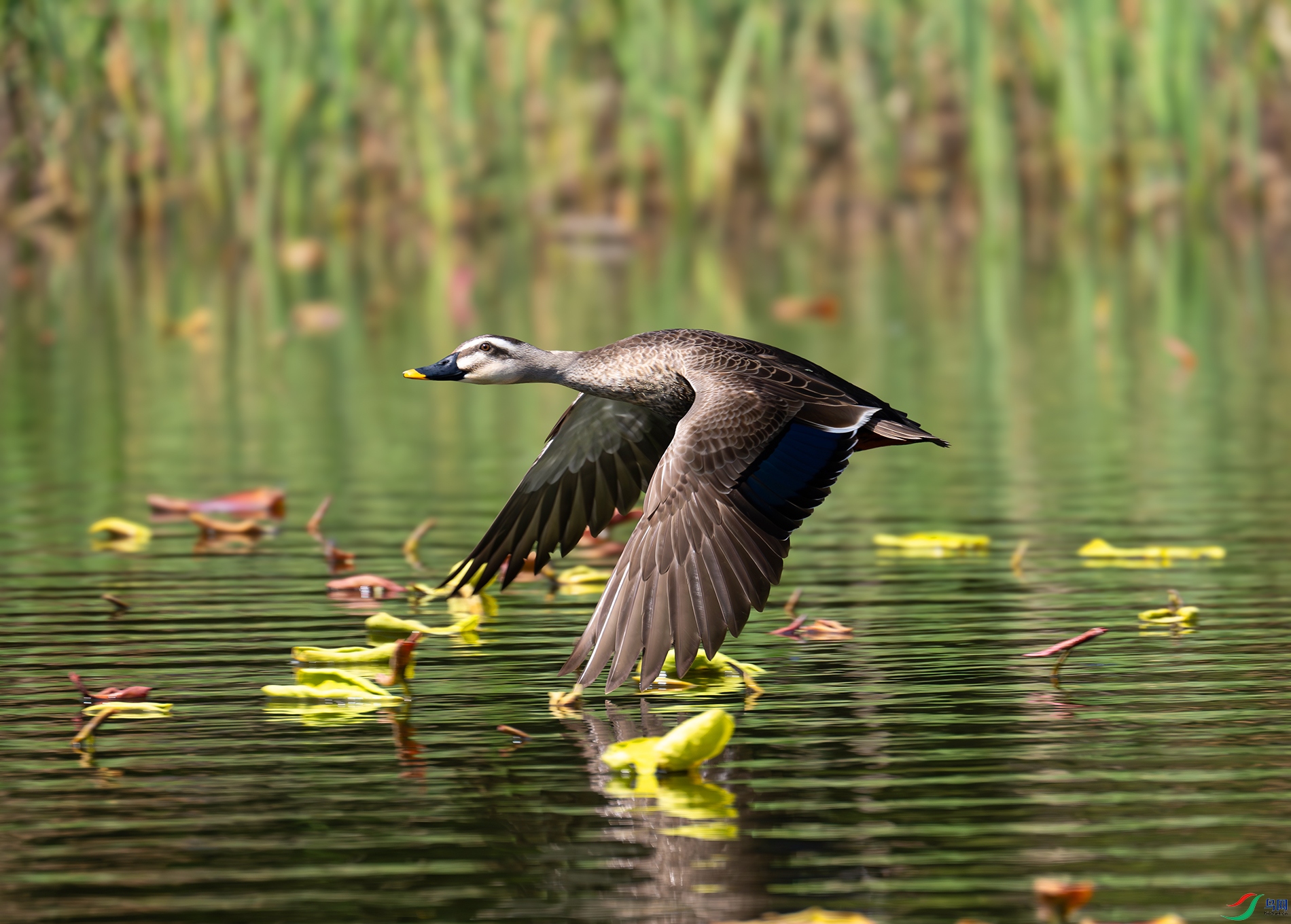 DSC_2334d2.jpg