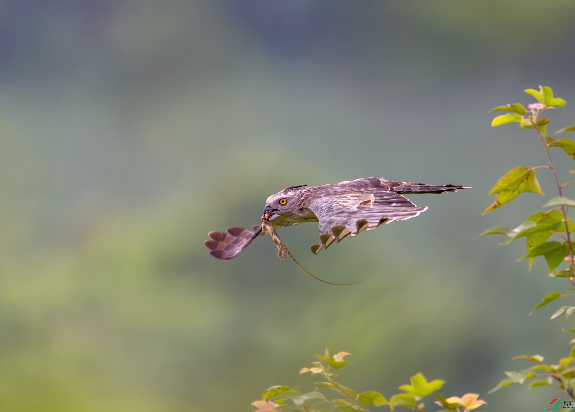 DSC_2695.jpg
