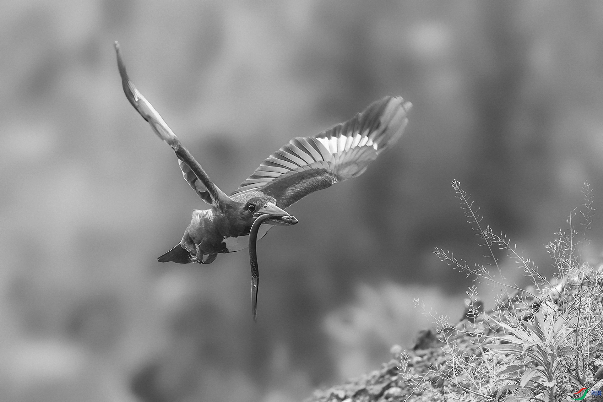 0_D5D09920.jpg