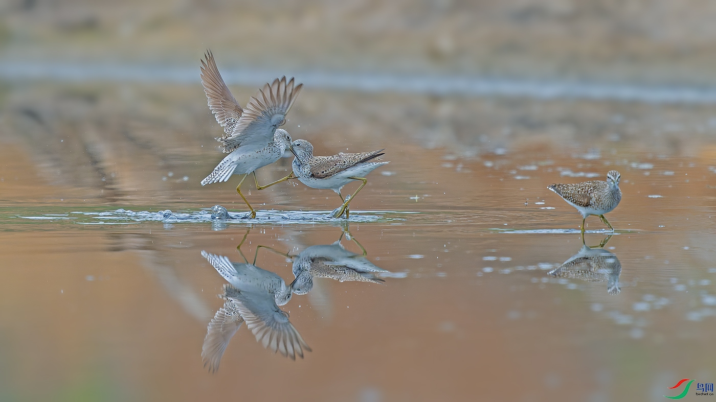 DSC_6926-NEF_DxO_DeepPRIME ����.jpg