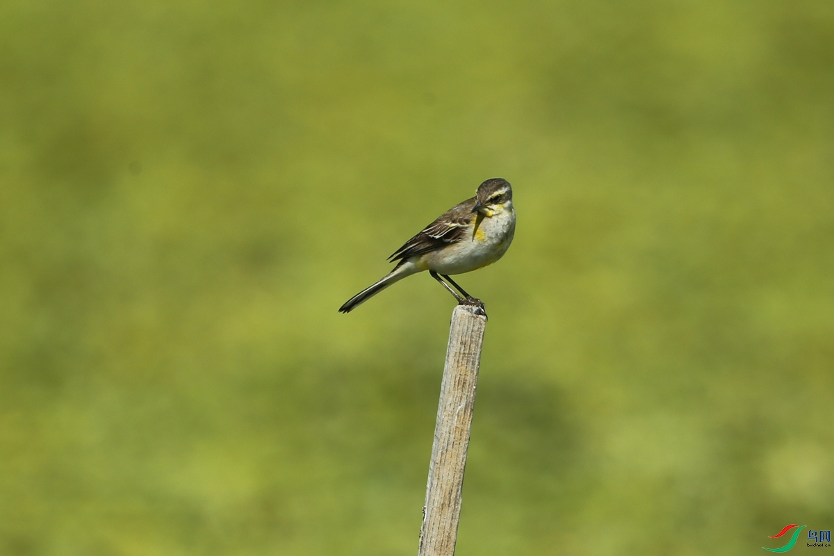 Picture 12875840.jpg