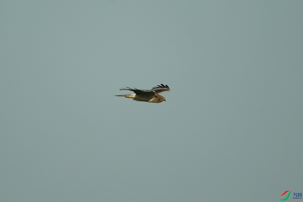 Picture 12004480.jpg