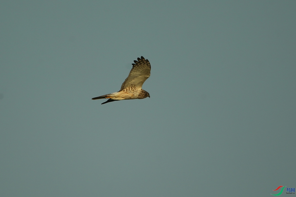 Picture 12030528.jpg