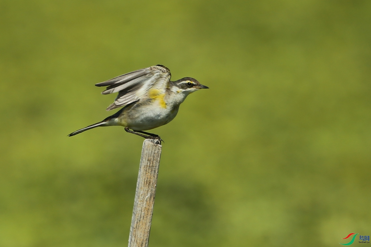 Picture 13038528.jpg