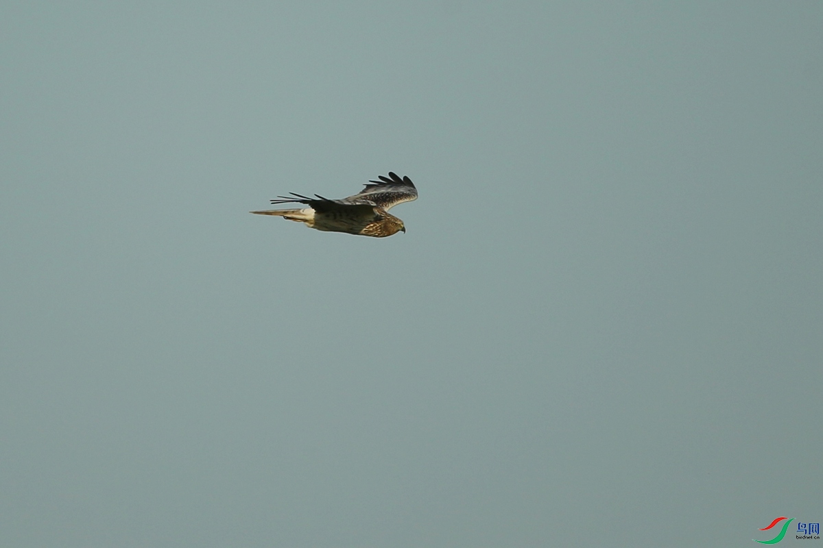 Picture 12010976.jpg