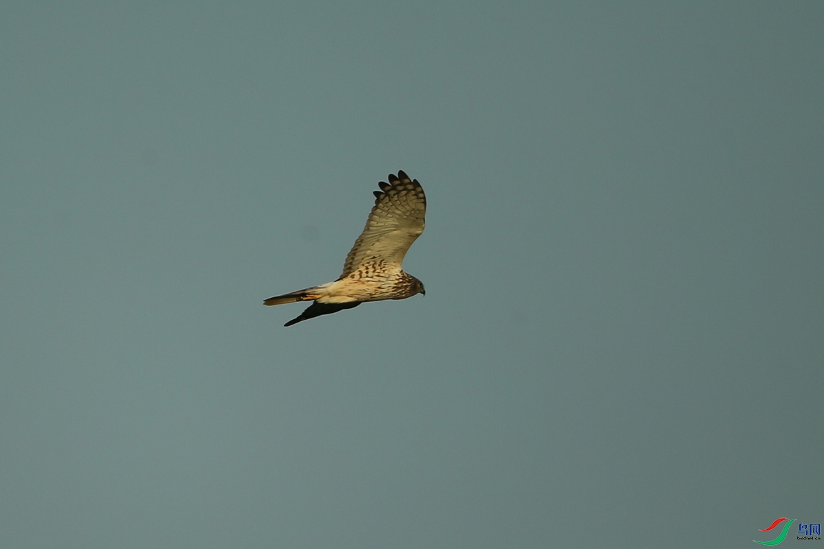 Picture 12037064.jpg