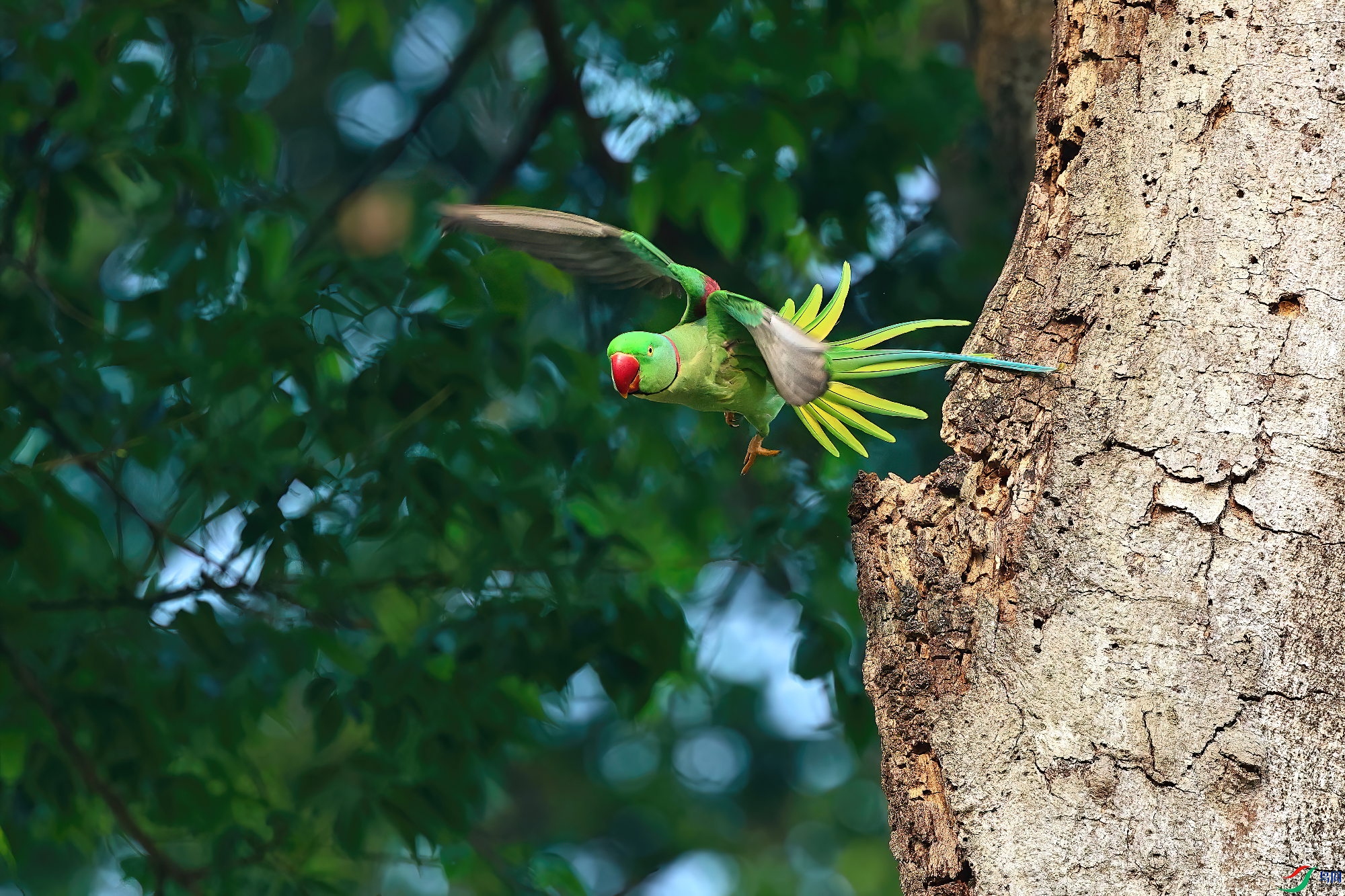 ����ɽ������