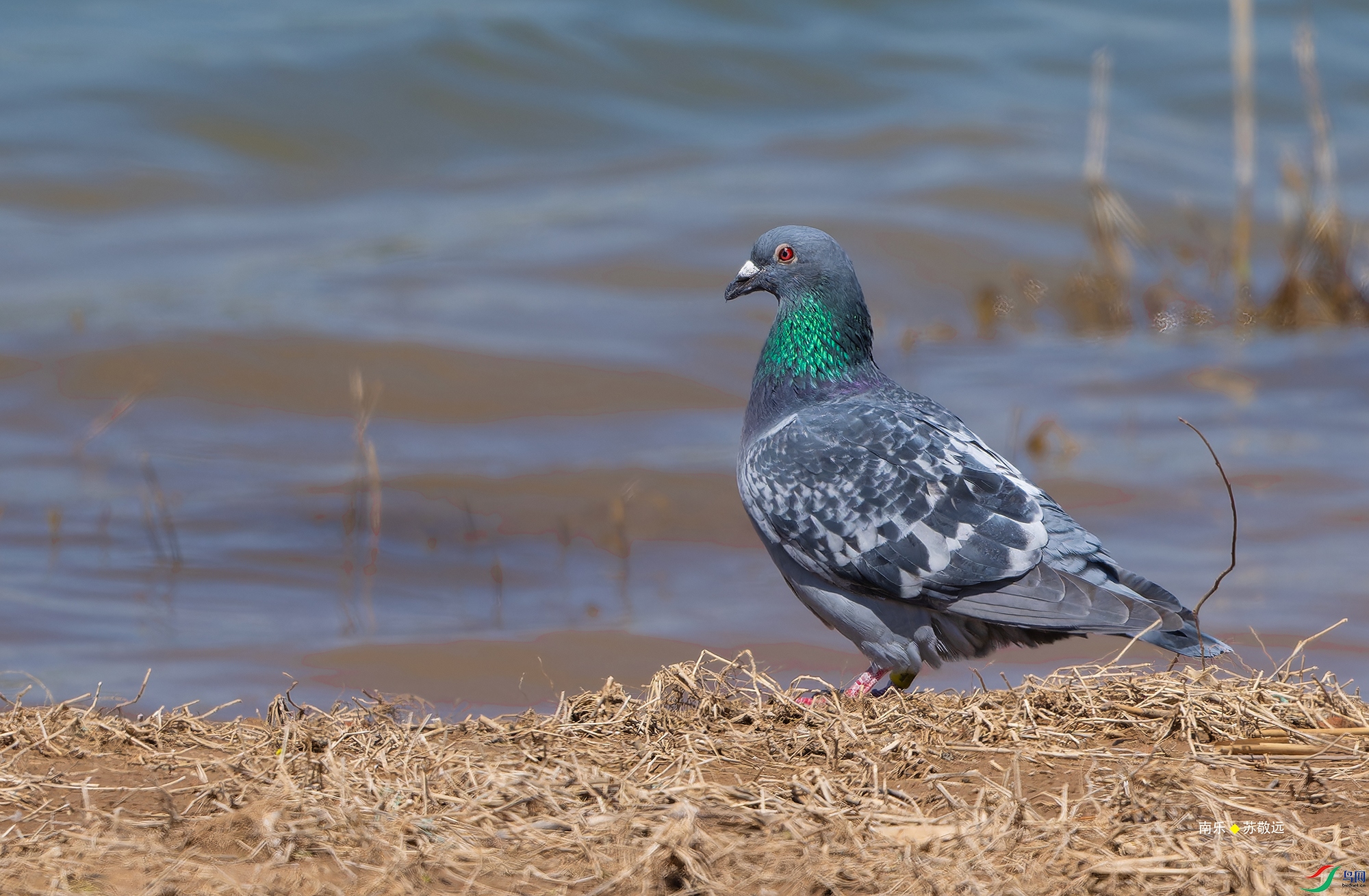 _DSC0583-NEF_DxO_С.jpg