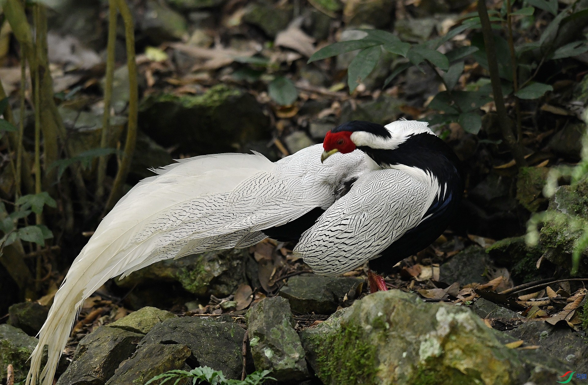 DSC_5248.jpg