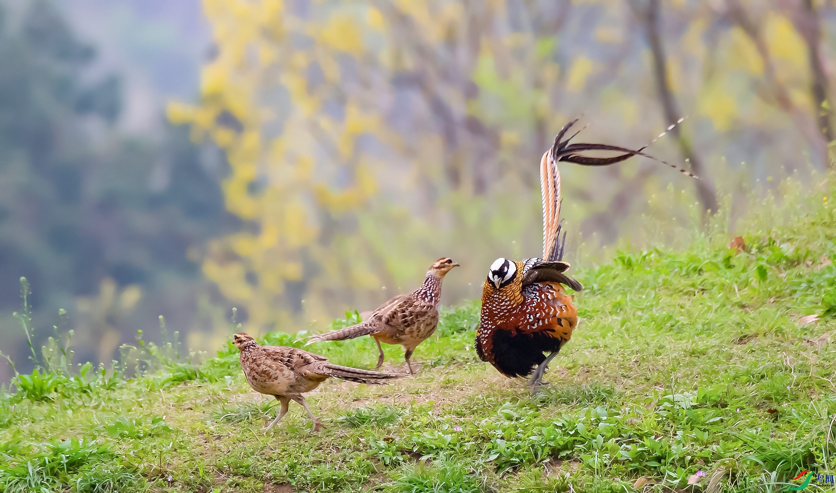 DSC_�׹ڳ�β��-1 - ����.jpg
