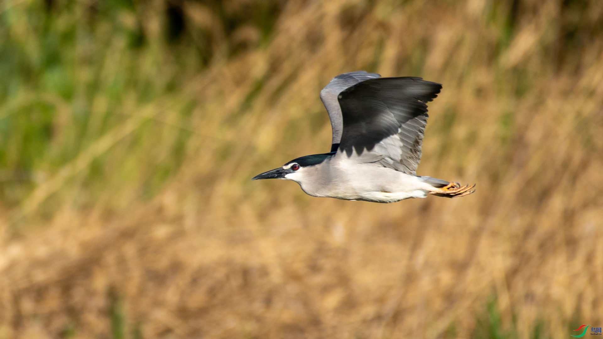 _DSC5990.jpg