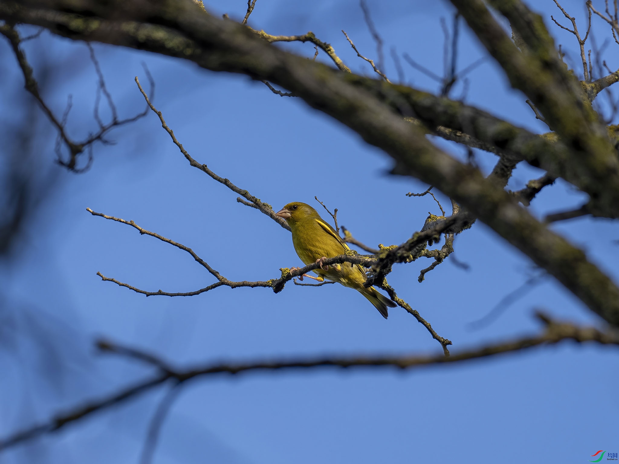 P4152572-DeNoiseAI-standard.jpg