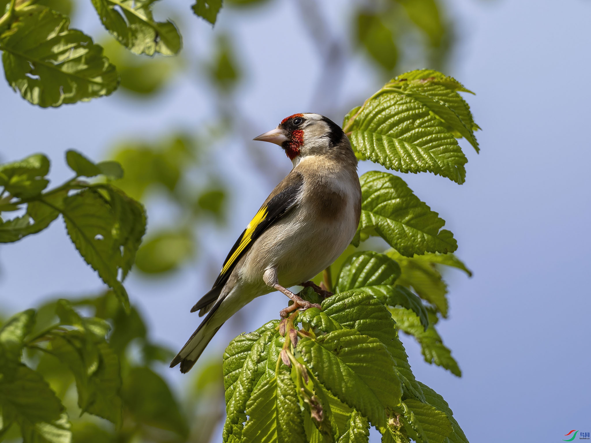 P4185063-DeNoiseAI-standard.jpg