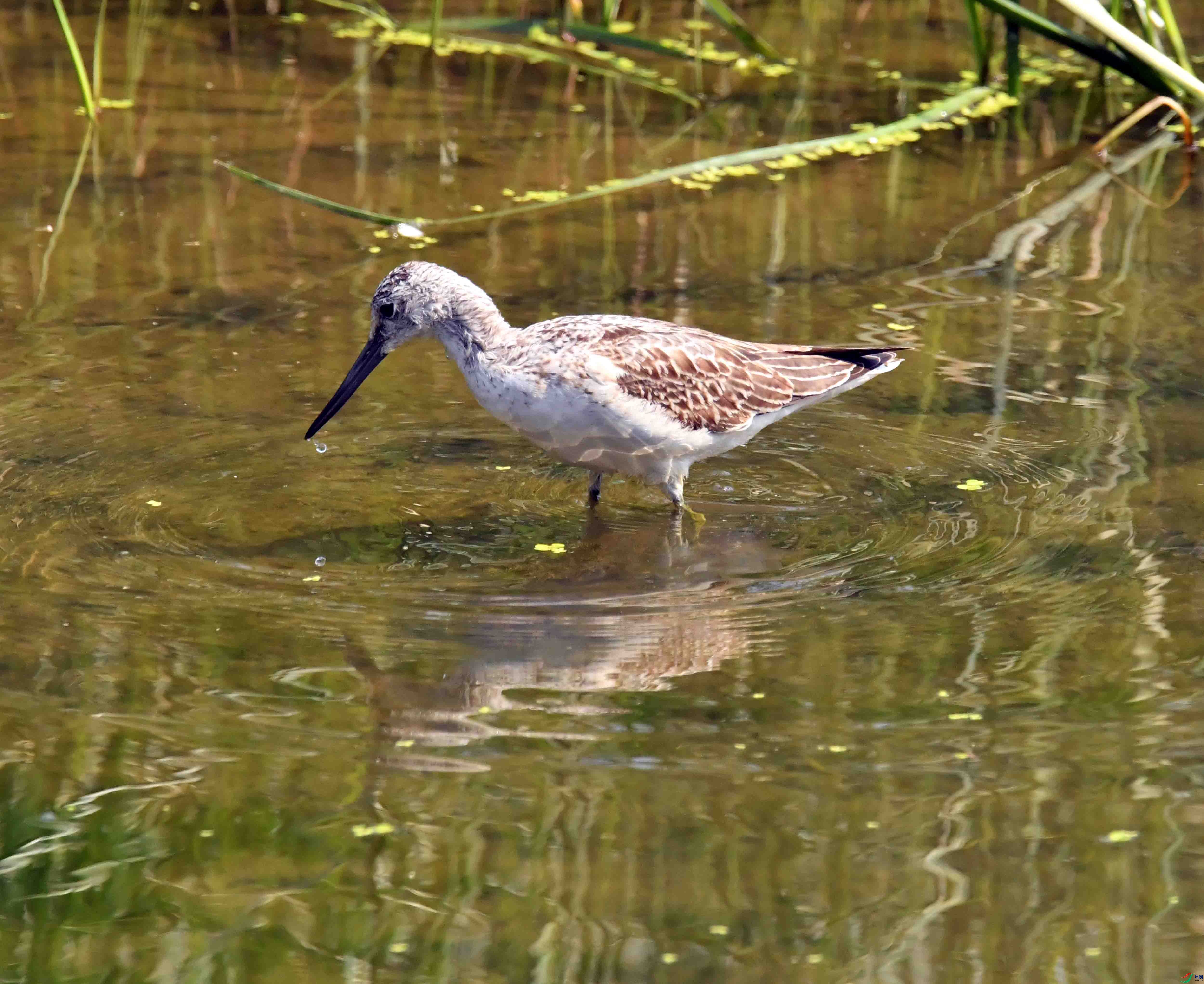 DSC_3583.JPG