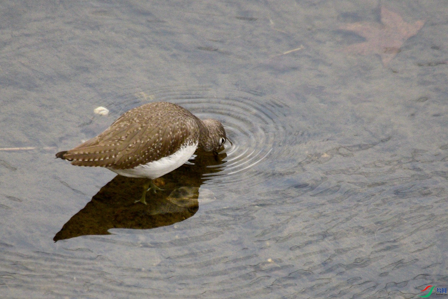 DSC_4822.JPG