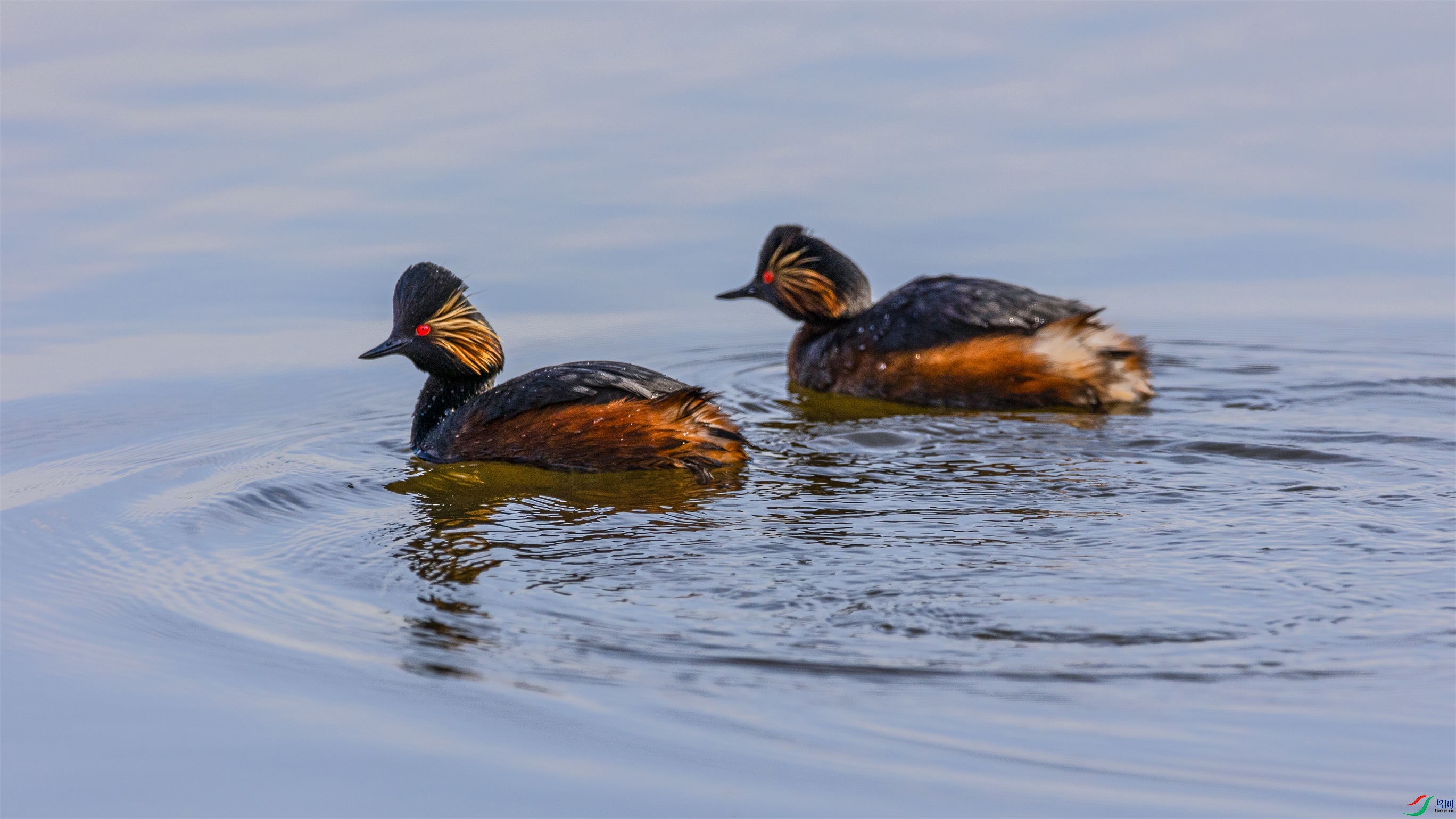 1K3A2235 ����1.jpg