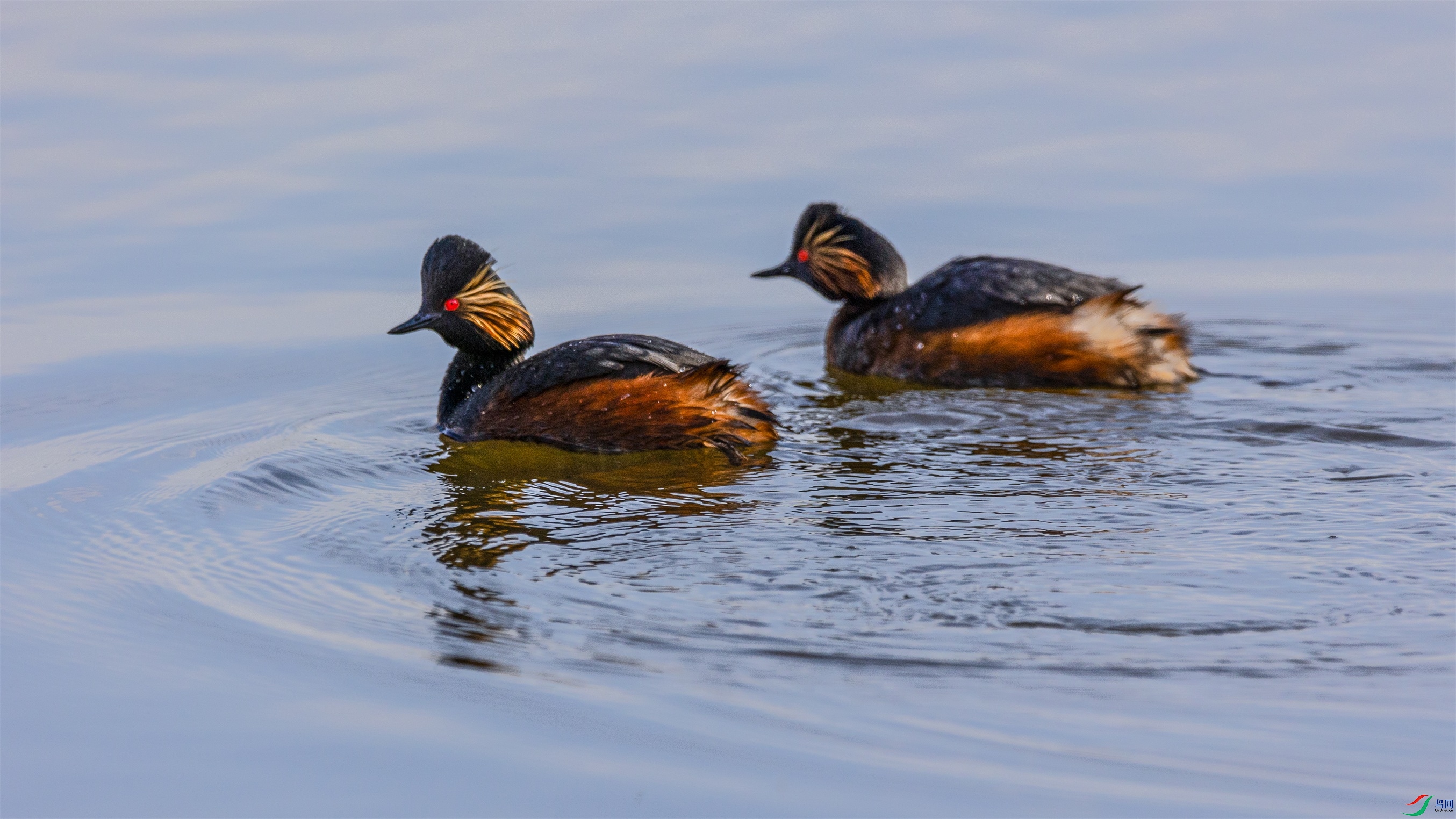 1K3A2236 ����1.jpg