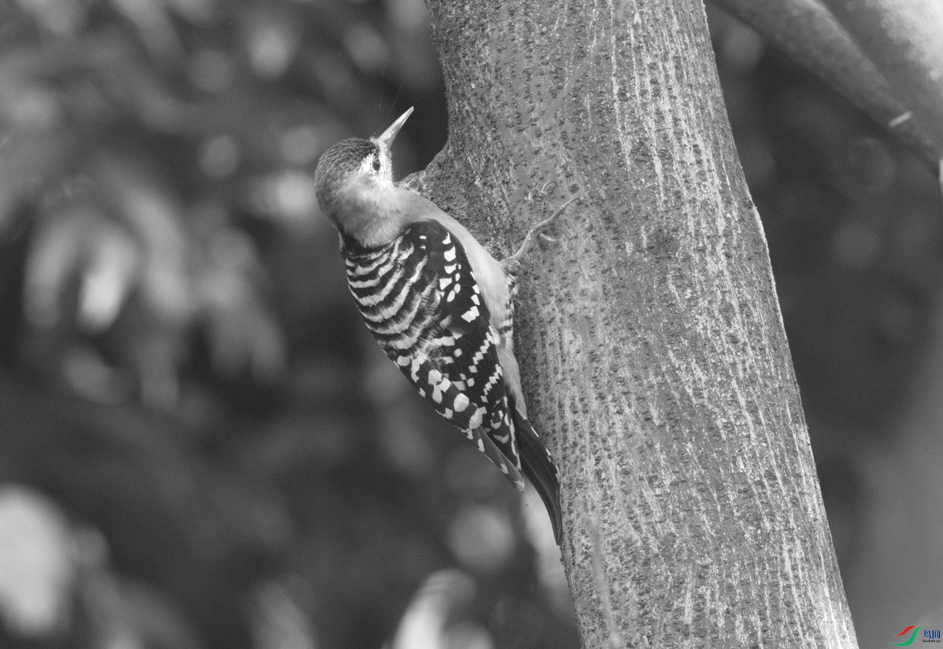 _DSC7763zx.jpg