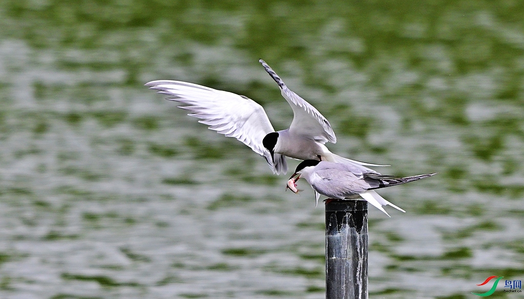 DSC_6216.JPG