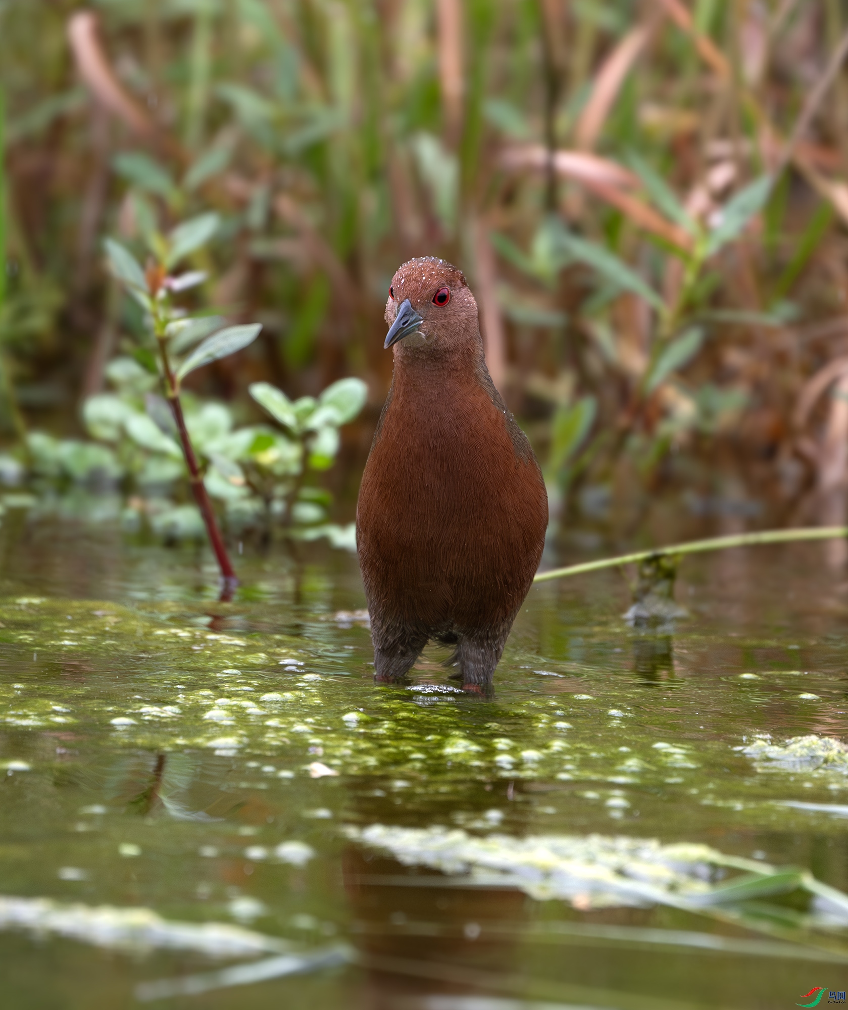 Y25_0416-����ǿ-NR ����.jpg