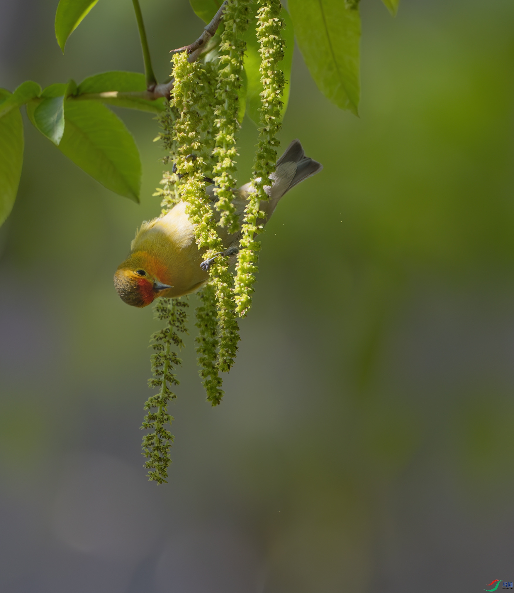 DSC_6317-����ǿ-NR ����.jpg