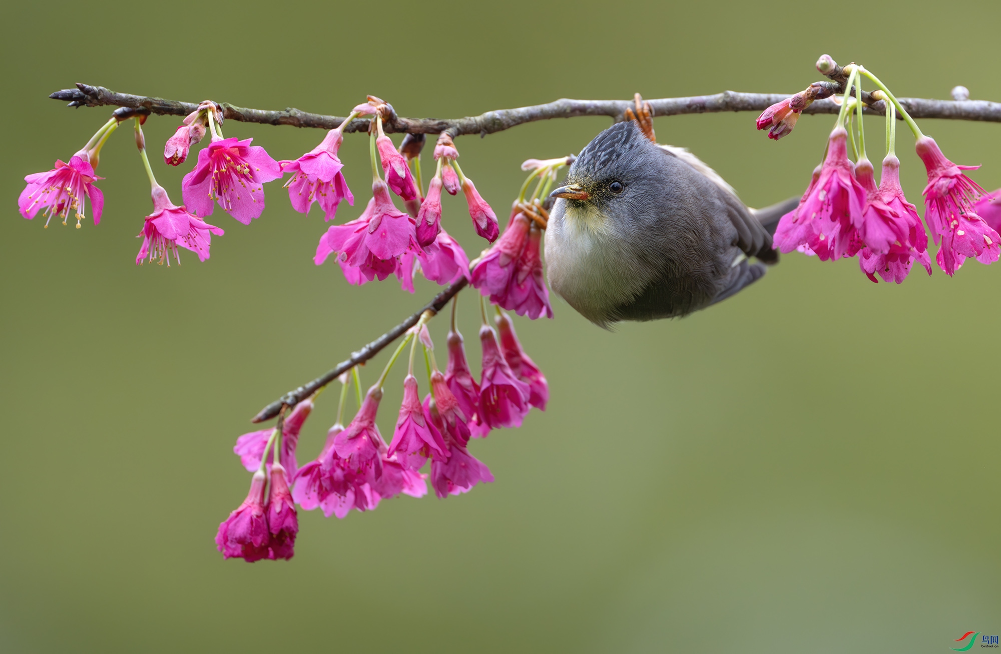 DSC_7022-����ǿ-NR ����.jpg