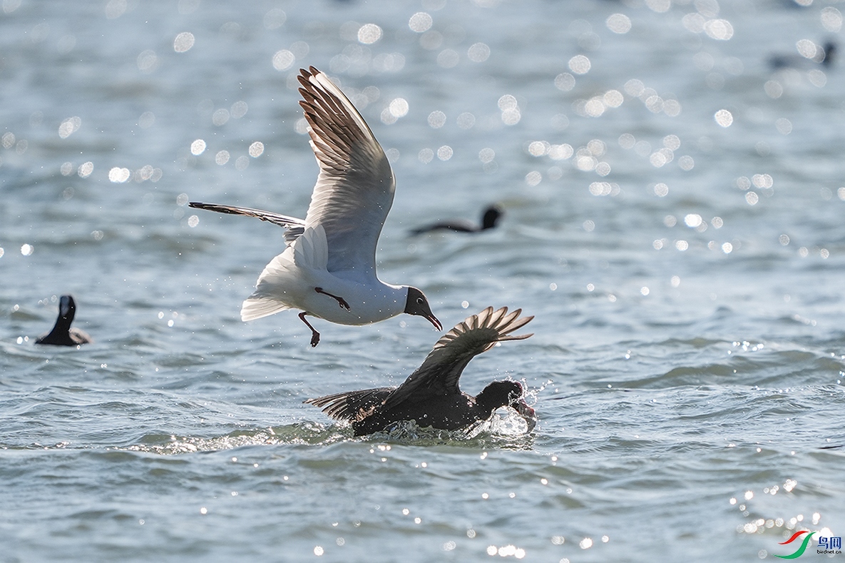 DSC04917 ����.jpg