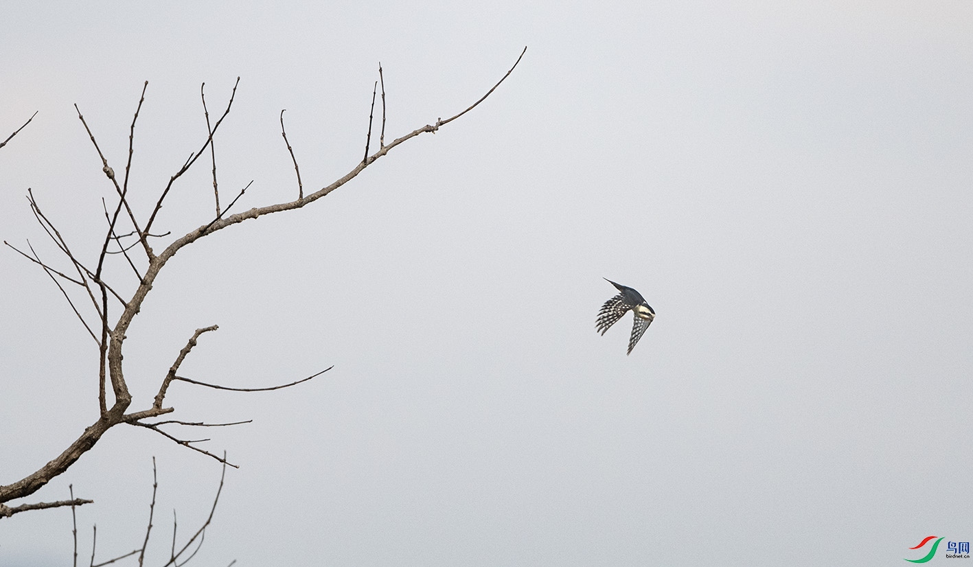 DSC_9085 ����.jpg