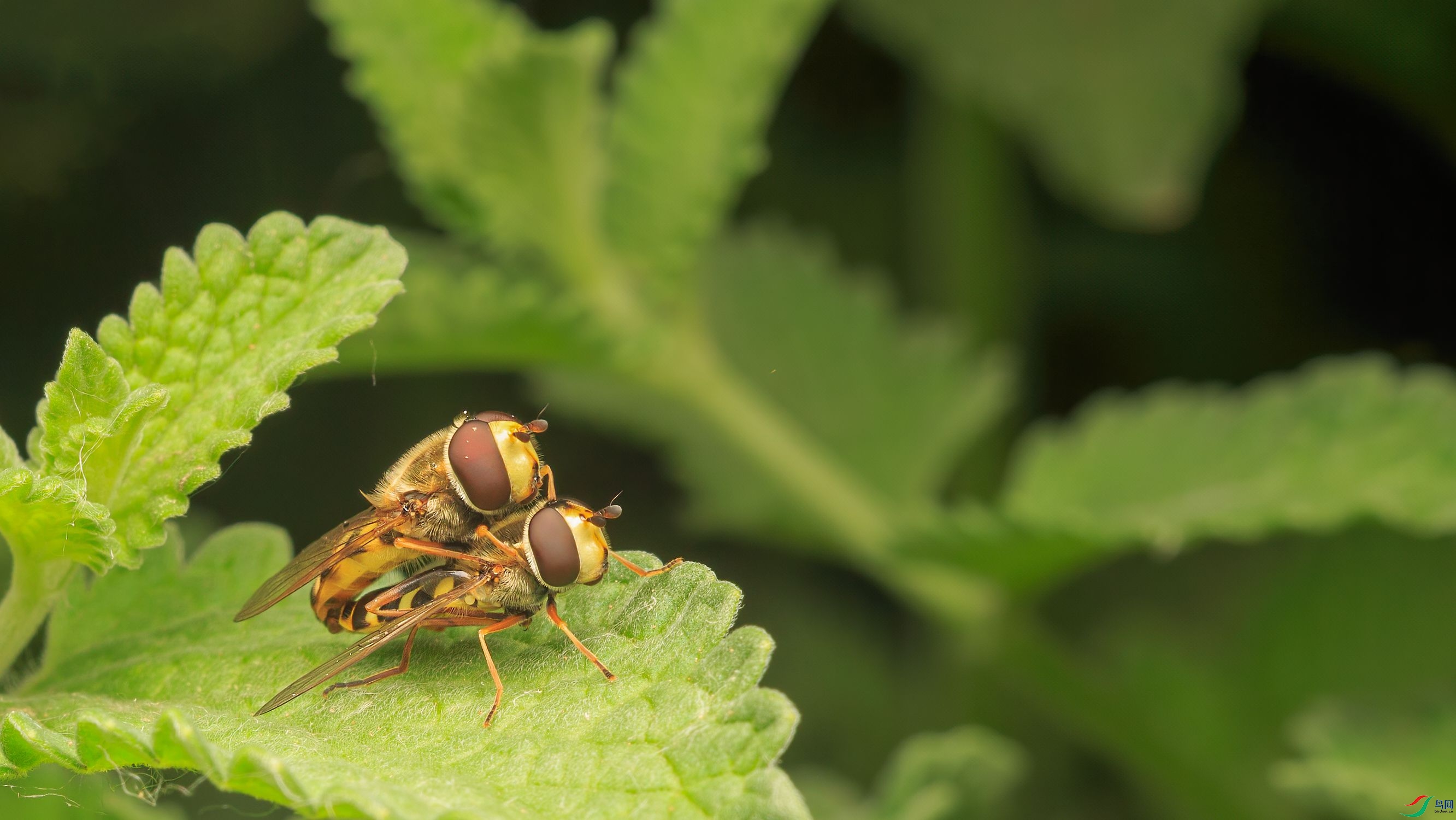 7G9A6800-1_����.jpg