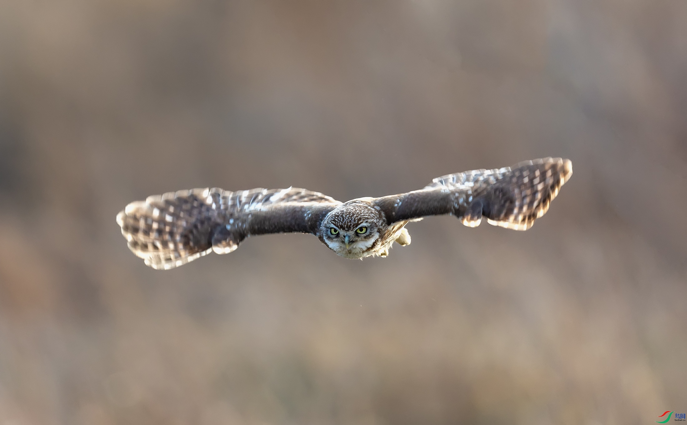 ���Ƹ�С�^