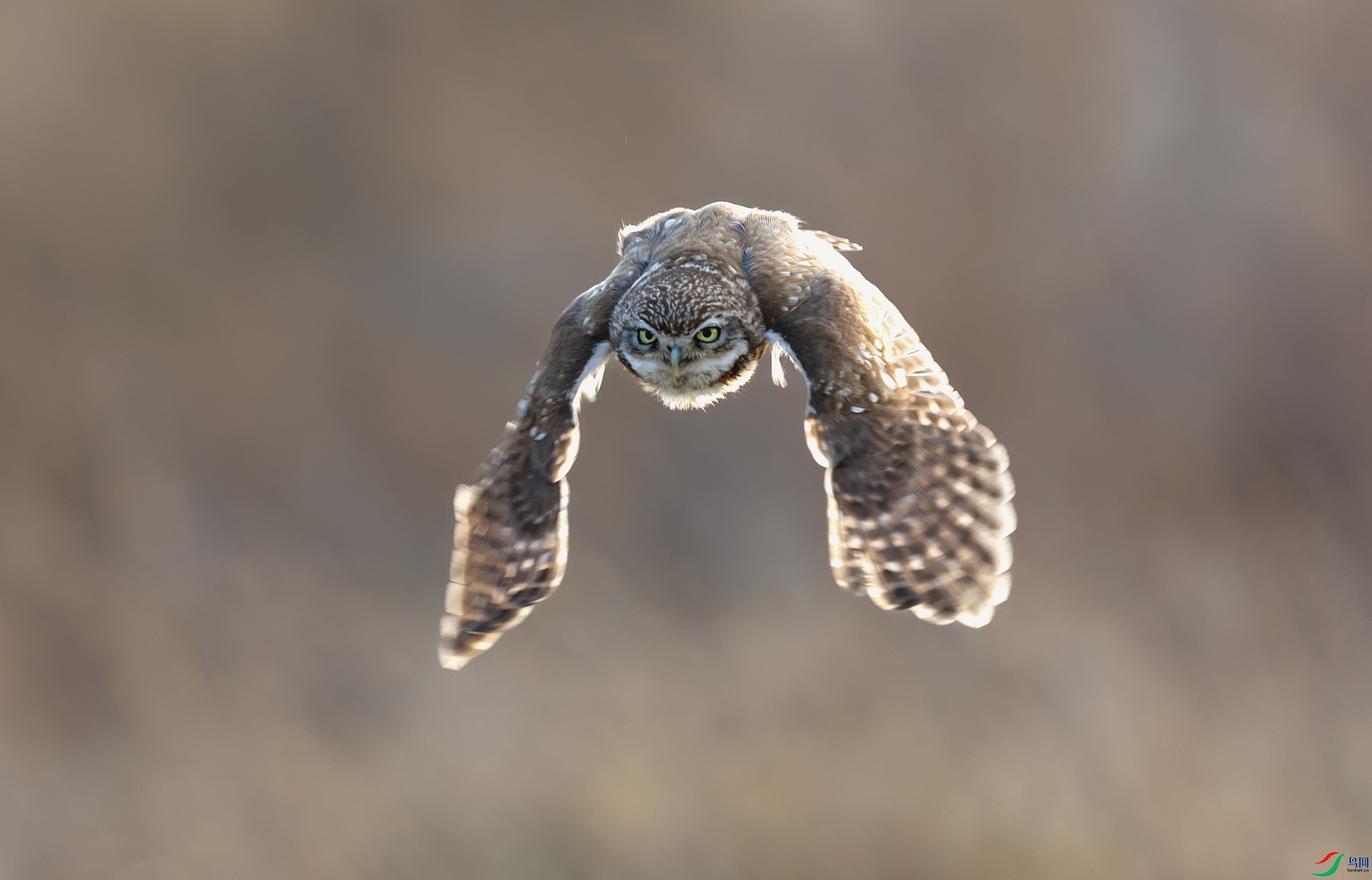 ���Ƹ�С�^