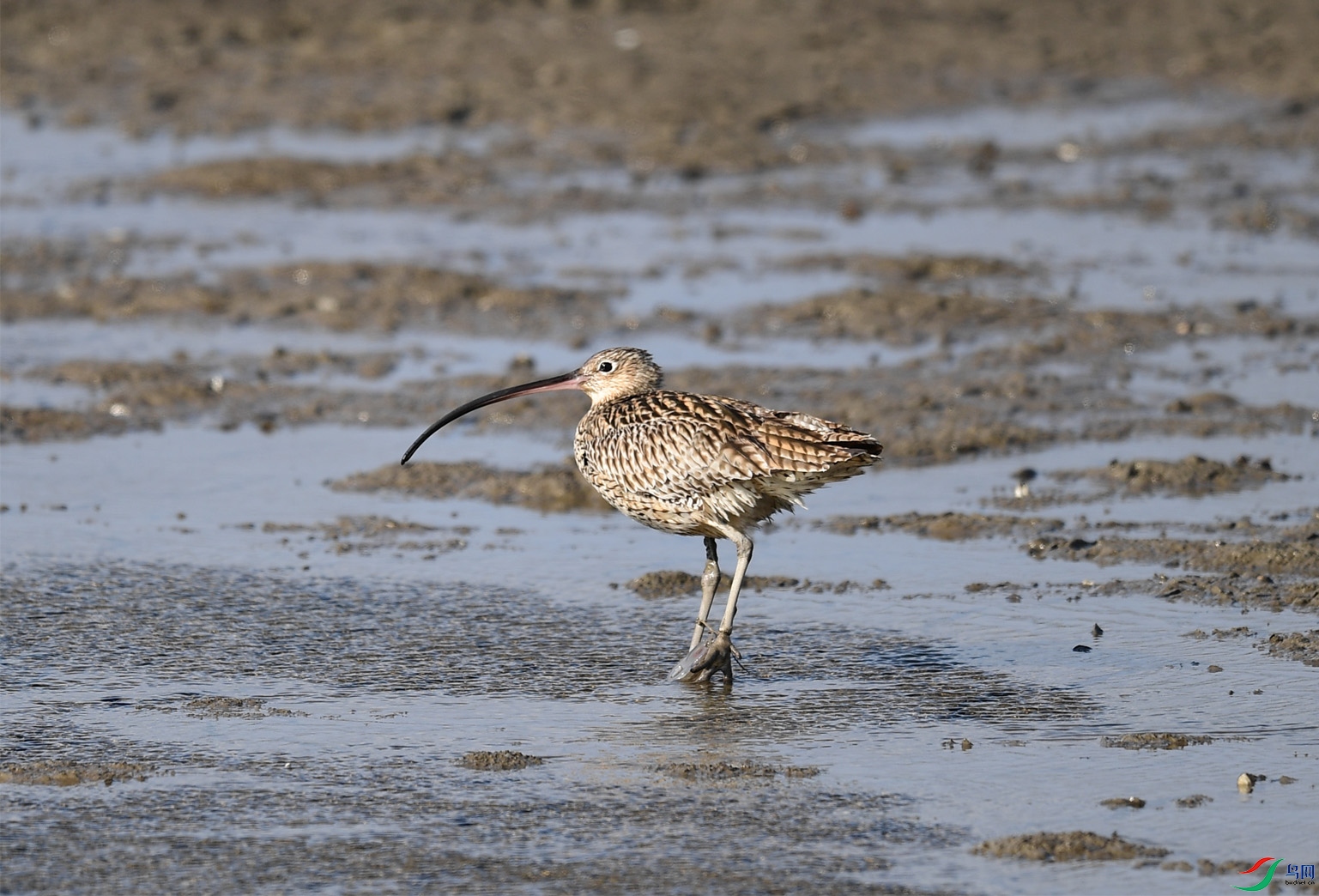 DSC_6063 ����.jpeg