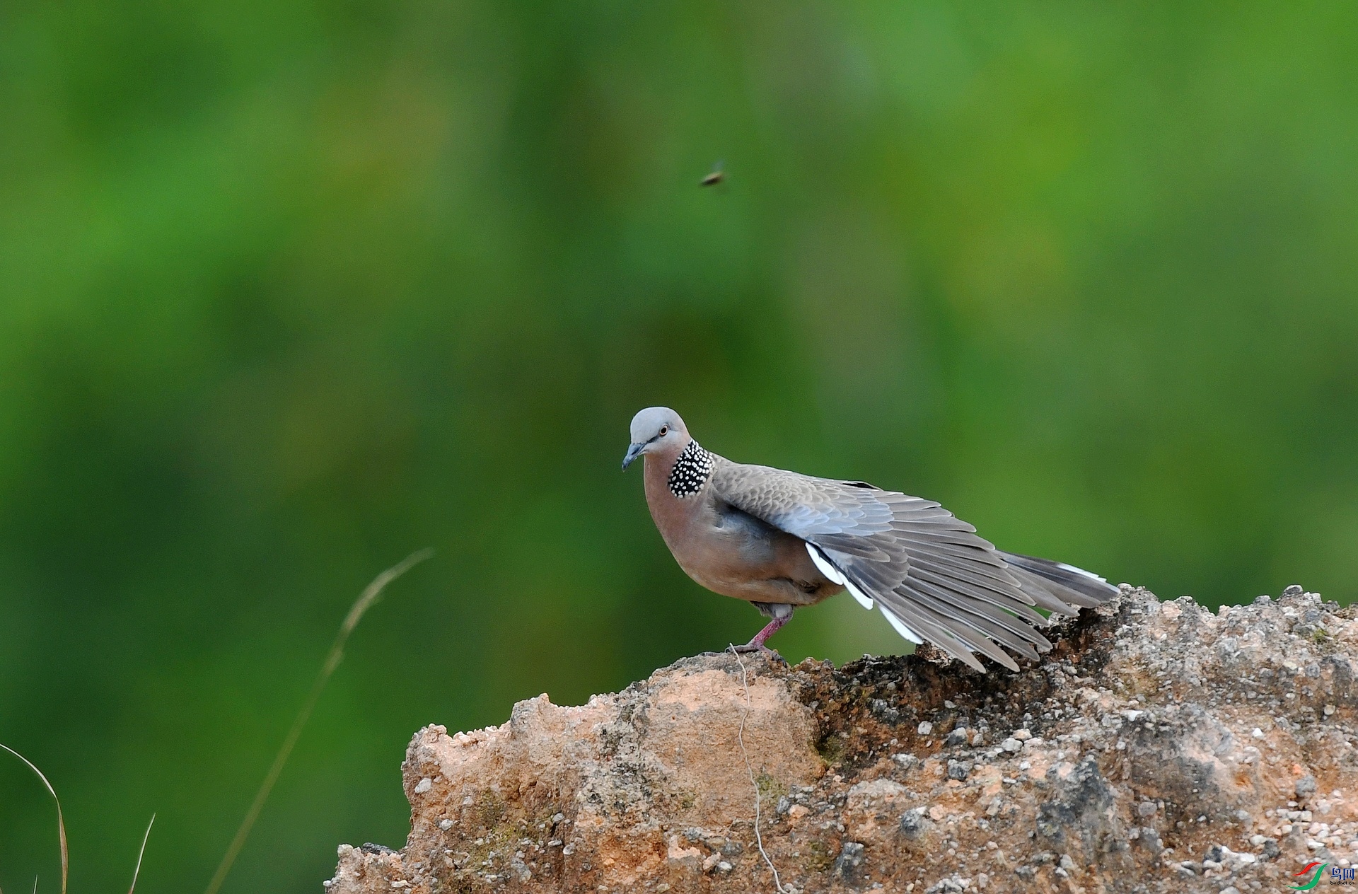 DSC_2609.jpg