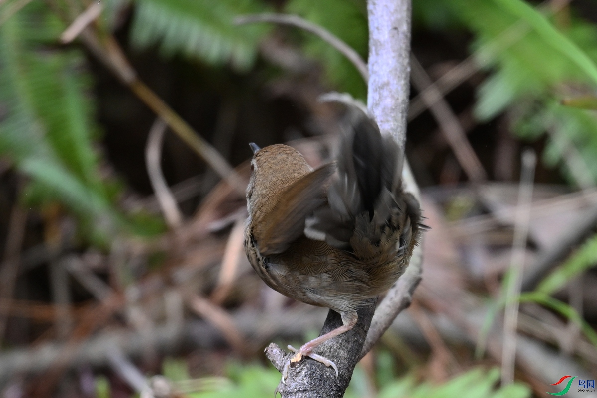 DSC_8881.JPG