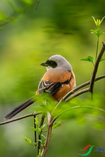 DSC_3684_����.jpg