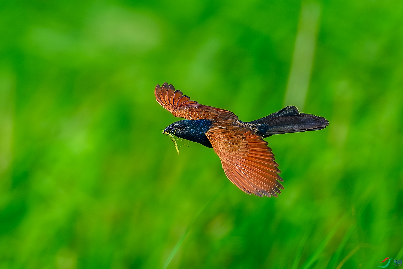 DSC_9571b.jpg