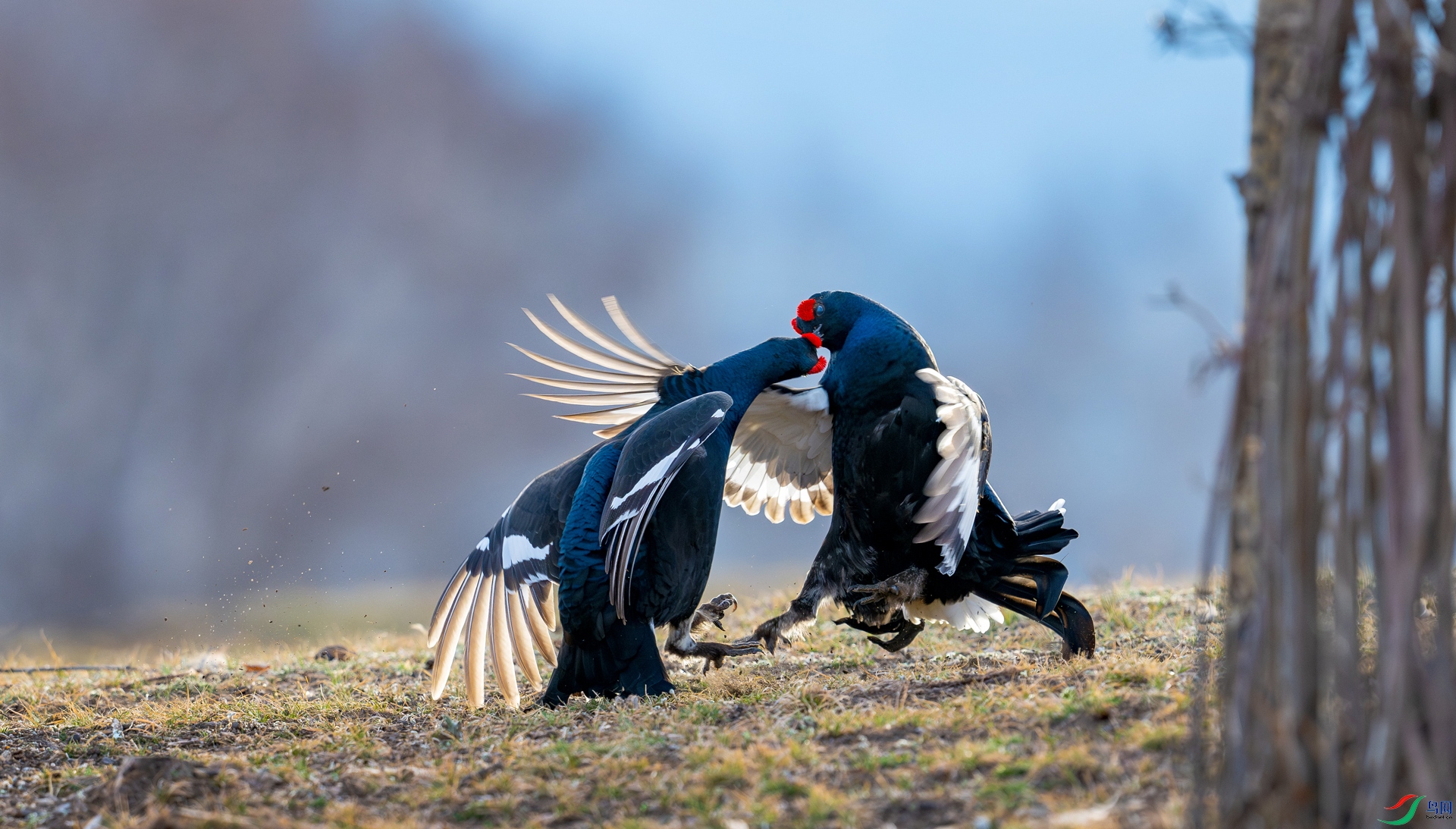 _DSC3679-����ǿ-NR-1-1w.jpg